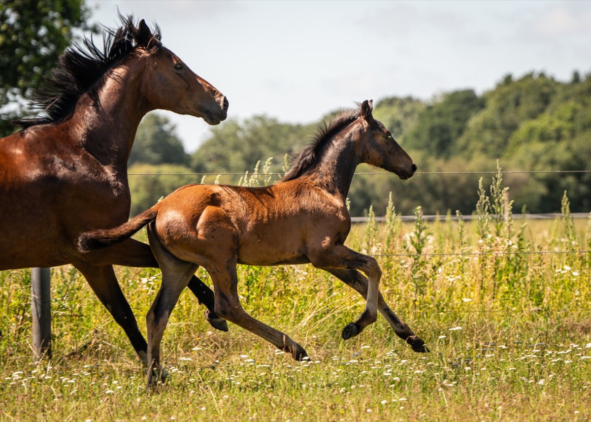 Hoppe og føl i galop på folden