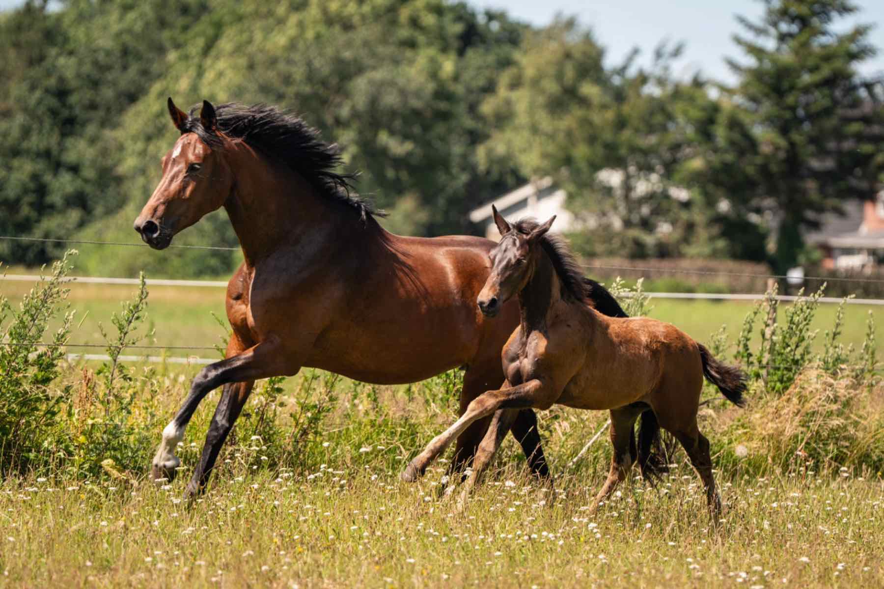 Desirée i galop med sit føl Galaxy JK