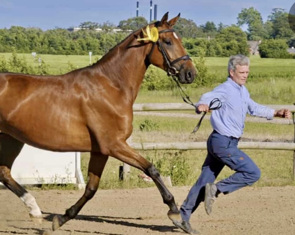 Jens Kvist fremviser en hest
