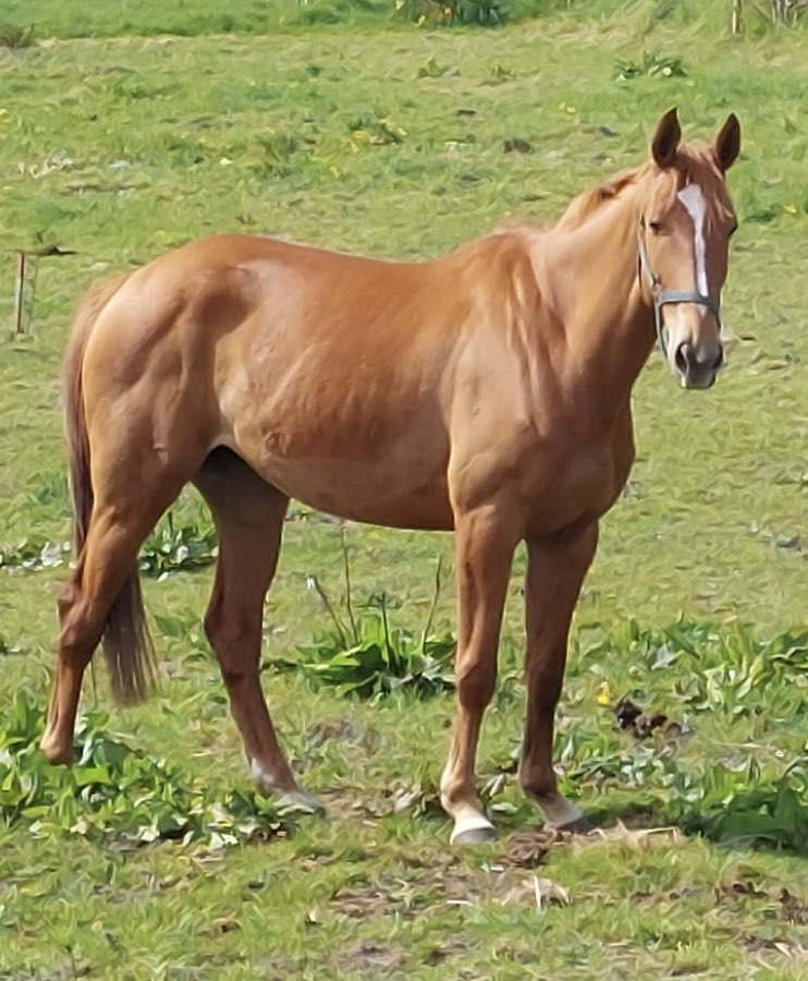 Kikki Balou