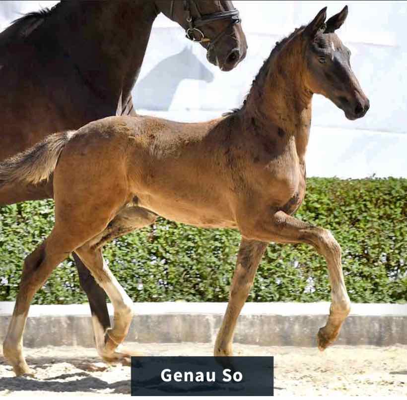 Genau So – foto 2